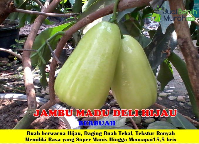 Bibit Jambu Madu Deli hijau