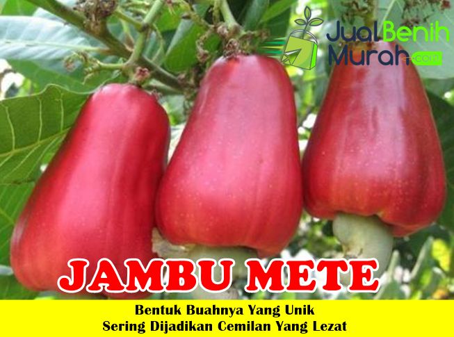 Bibit Jambu Mete