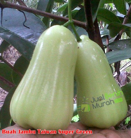 Jambu taiwan super green