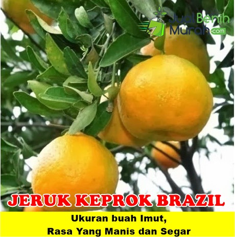 Bibit Jeruk Keprok Brazil