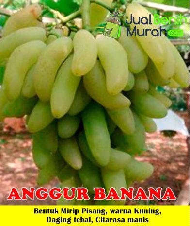 Bibit Anggur Banana
