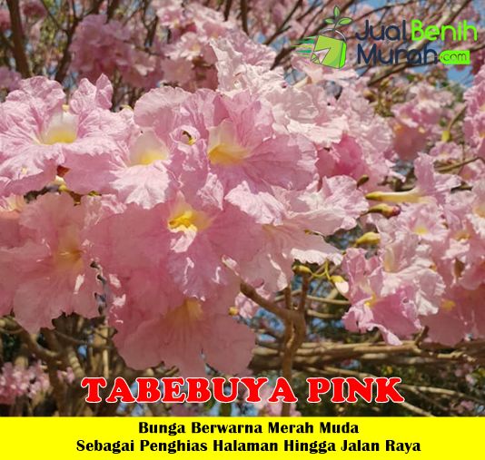 Tabebuya Pink