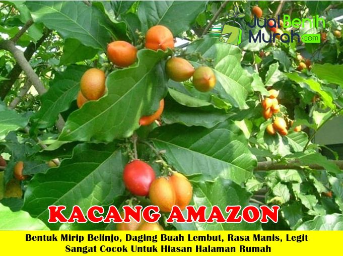 Bibit Kacang Amazon