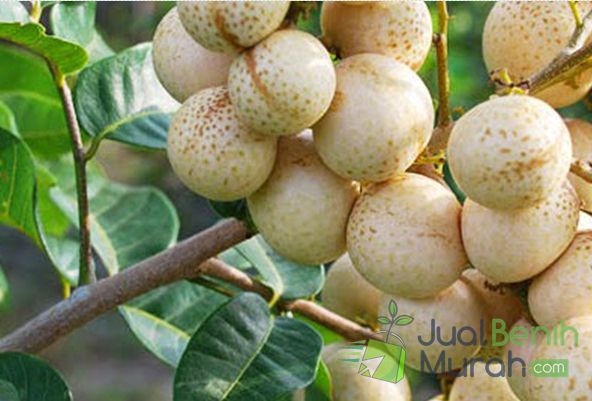 Kelengkeng Aroma Durian