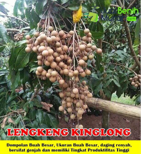 Bibit Kelengkeng Kinglong
