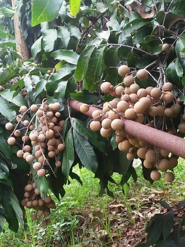 Kelengkeng Puangphet 7