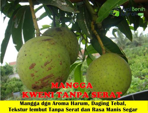 Bibit Mangga Kweni Tanpa Serat Unggul