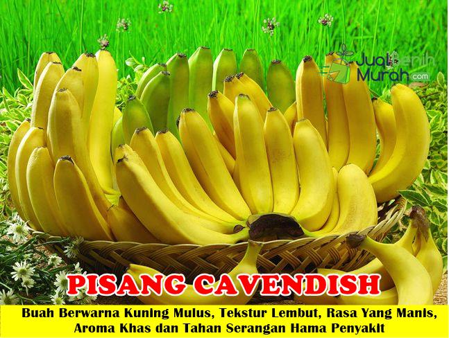 Bibit Pisang Cavendish 