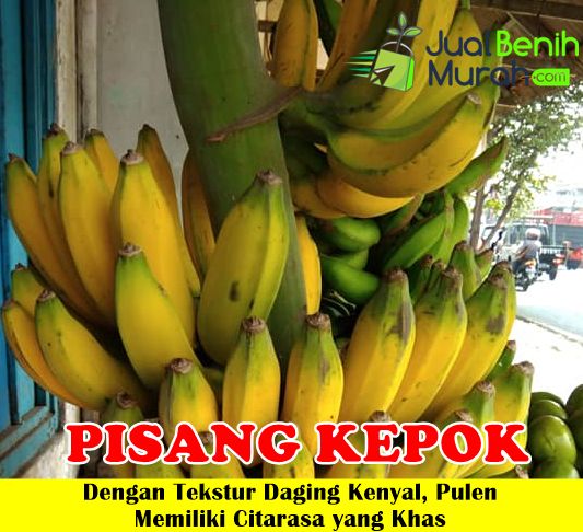 Bibit Pisang Kepok