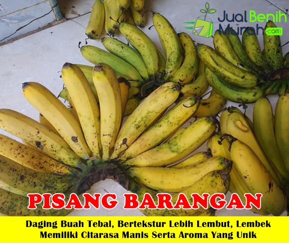 Bibit Pisang barangan
