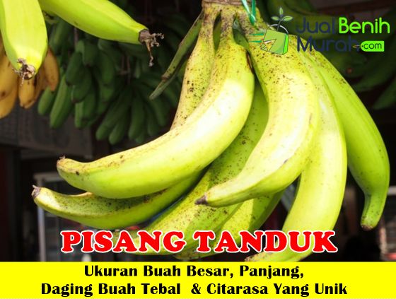 Bibit Pisang tanduk