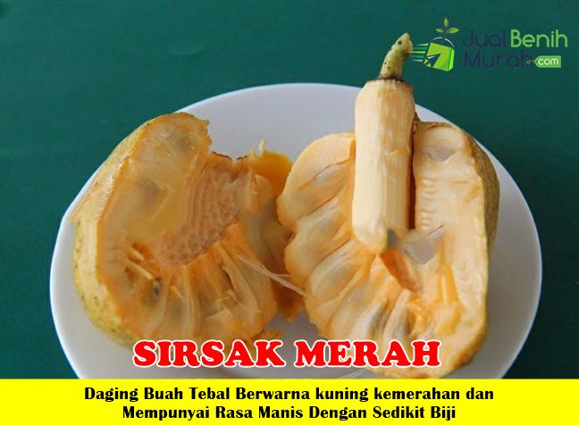 Sirsak Merah