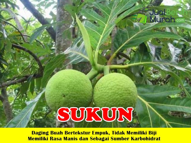 Bibit Sukun