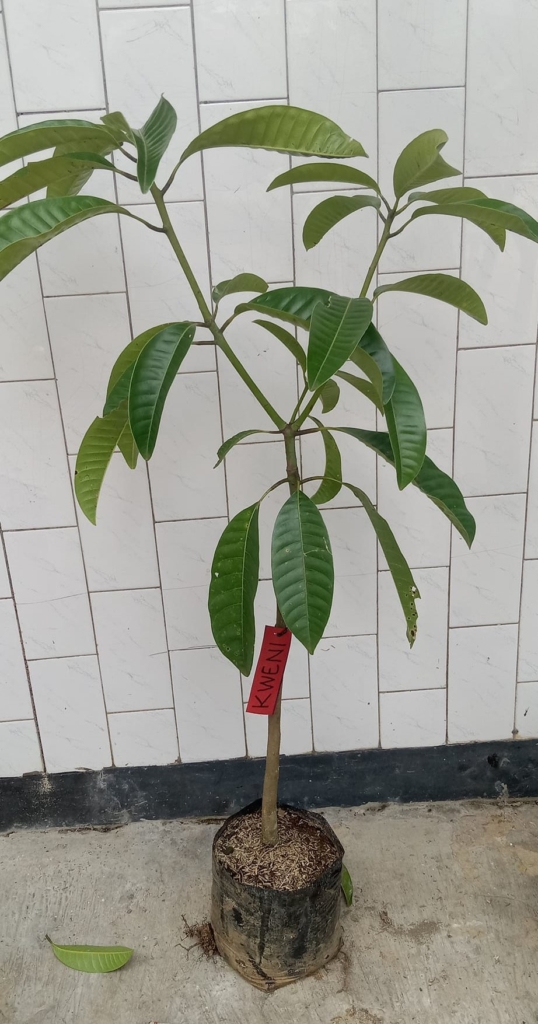 Bibit mangga kweni