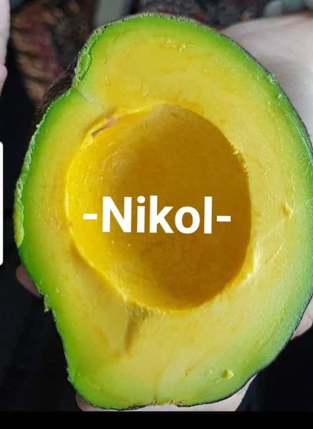 Bibit Alpukat Nikol