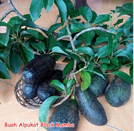 Bibit Alpukat Black Mamba 1