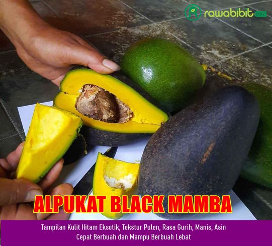 Bibit Alpukat Black Mamba