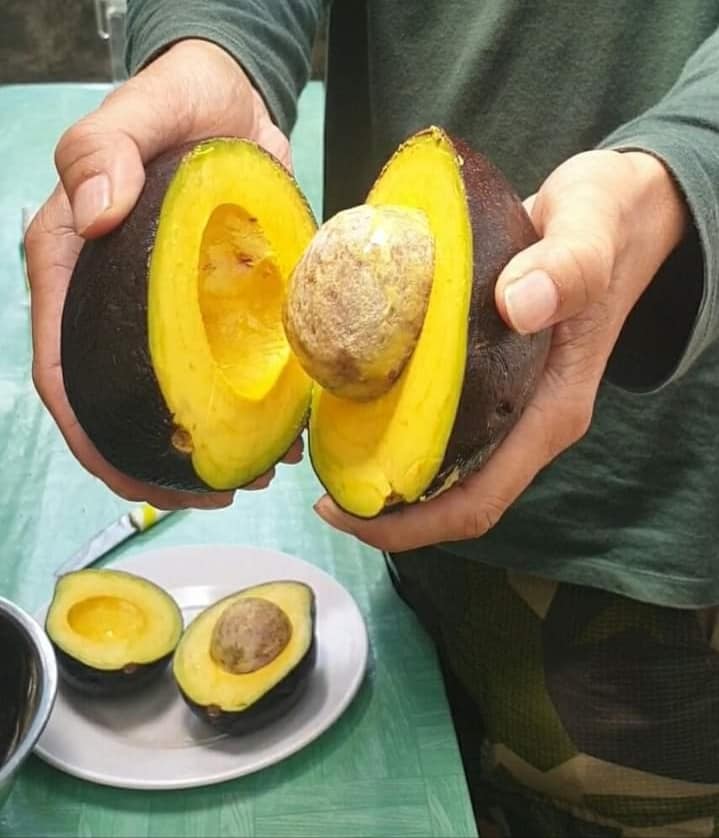 Bibit Alpukat Nikol 3