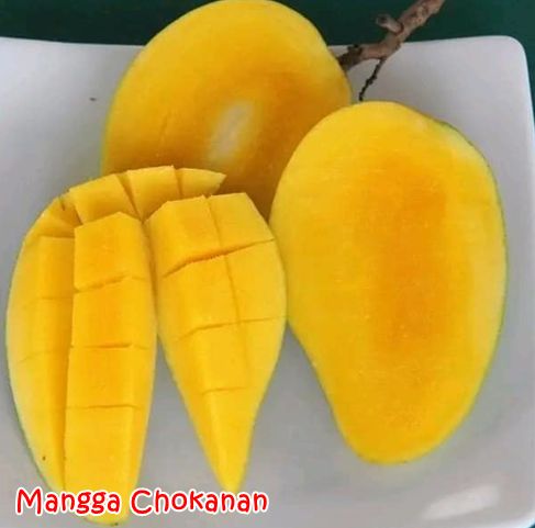 Bibit Mangga Chokanan Madu