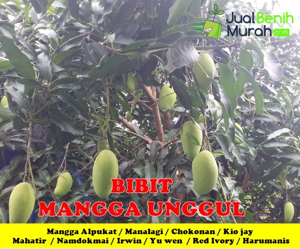 Bibit Mangga Unggul