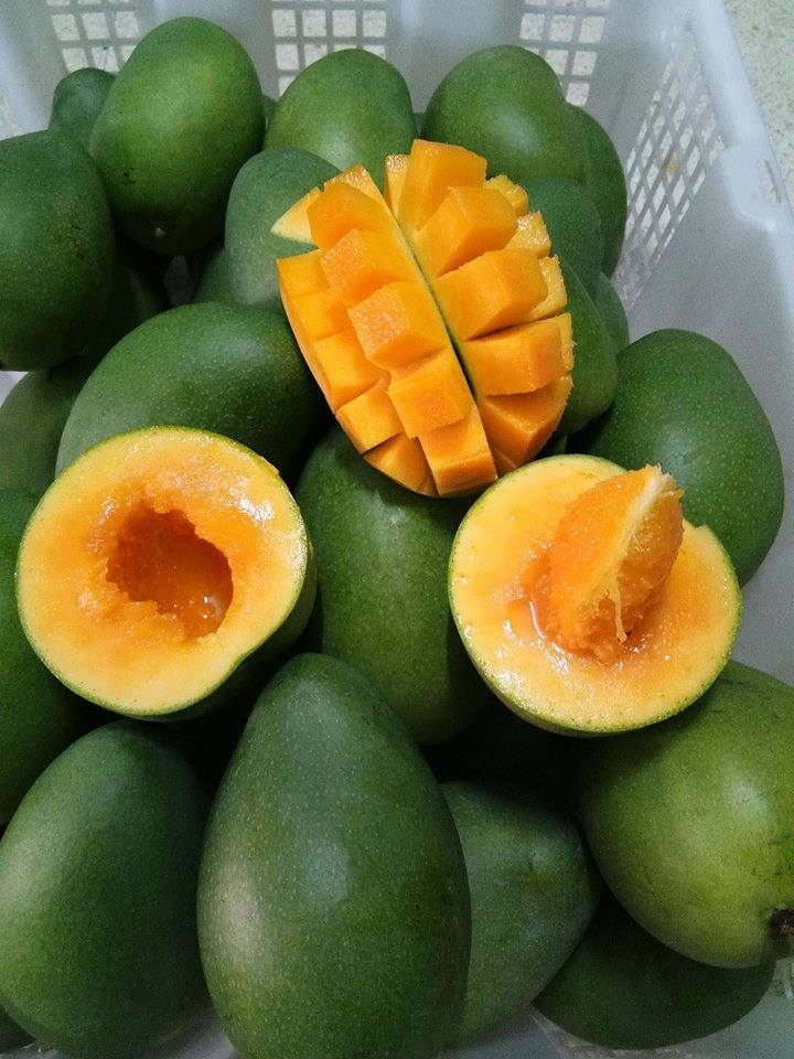 Buah Mangga Alpukat