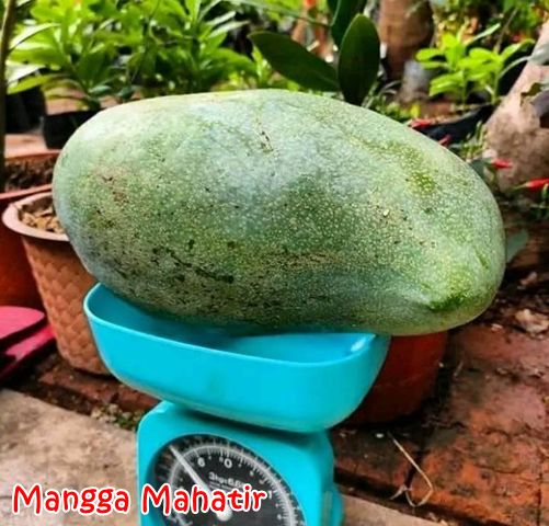 Buah Mangga Mahatir