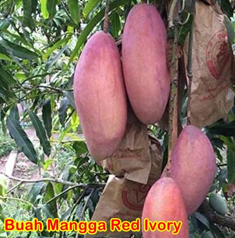 Buah Mangga Red Ivory