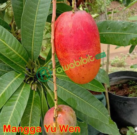 Buah Mangga Yu wen