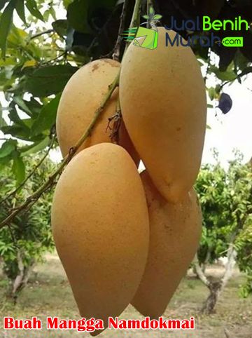 Buah Mangga namdokmai