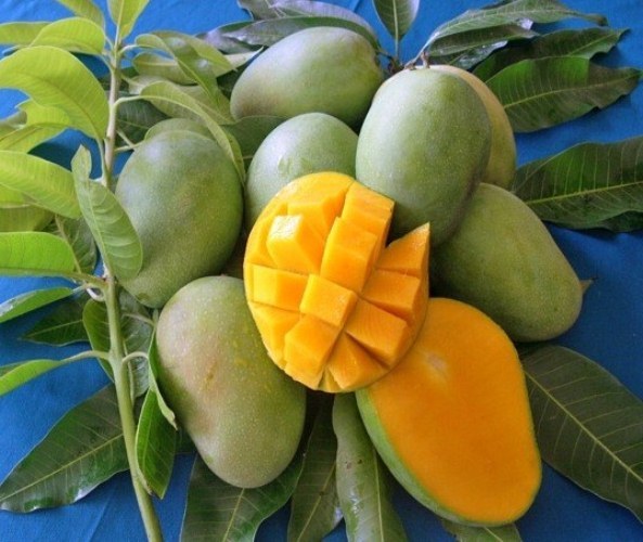 mangga Harumanis 1