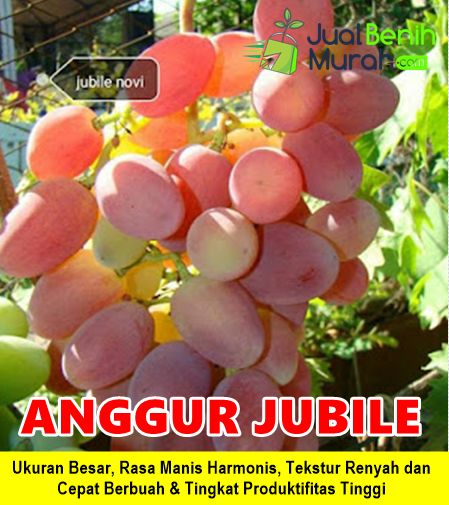 Bibit Anggur Jubile