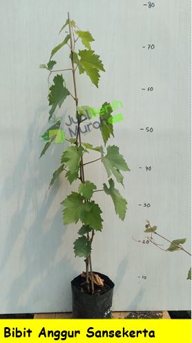 Bibit Anggur Sansekerta 2