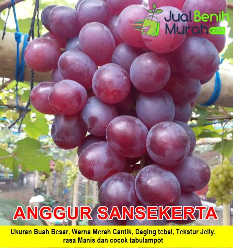 Bibit Anggur Sansekerta