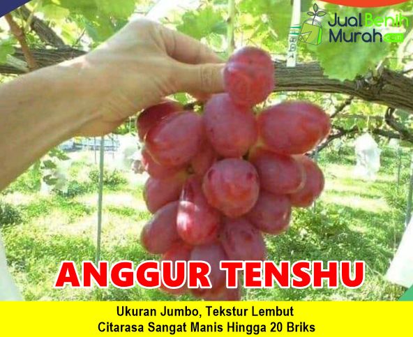 Bibit Anggur Tenshu