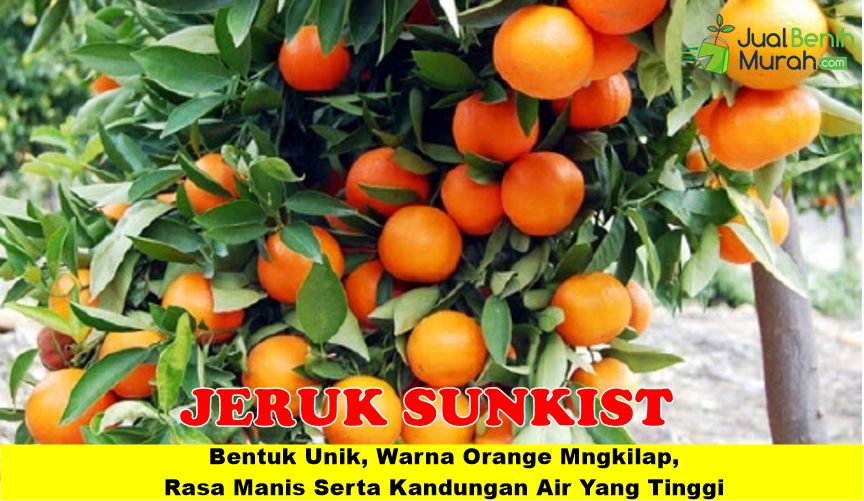 Bibit Jeruk Sunkist