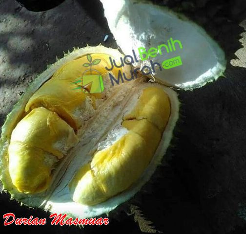 Durian Masmuar