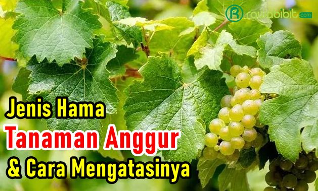 Hama Tanaman Anggur 1