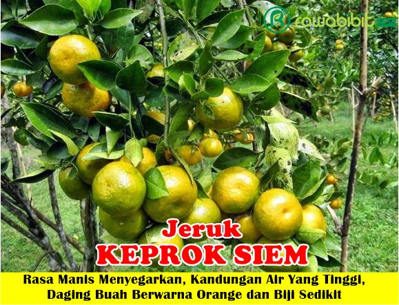 Bibit Jeruk Keprok Siem