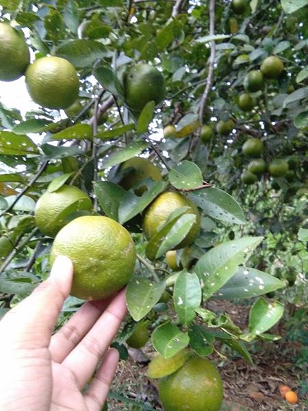 Buah Jeruk SUnkist 6