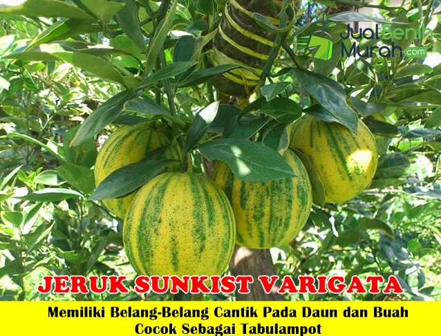 Bibit Jeruk Sunkist Varigata