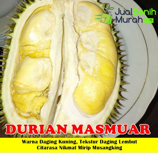 Bibit Durian Masmuar