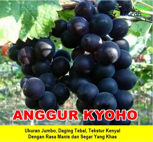 Bibit Anggur Kyoho