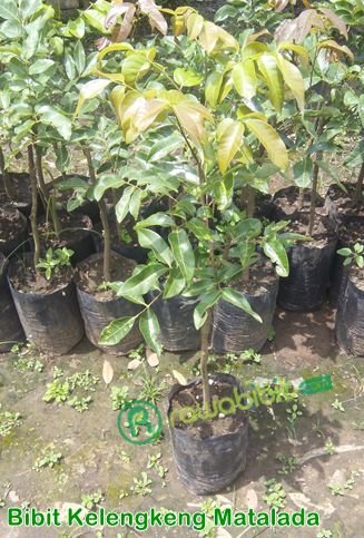 Bibit Kelengkeng Matalada