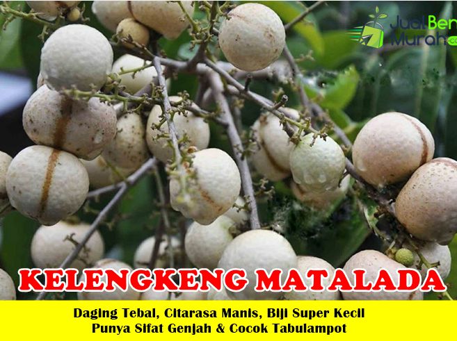 Bibit Kelengkeng matalada super