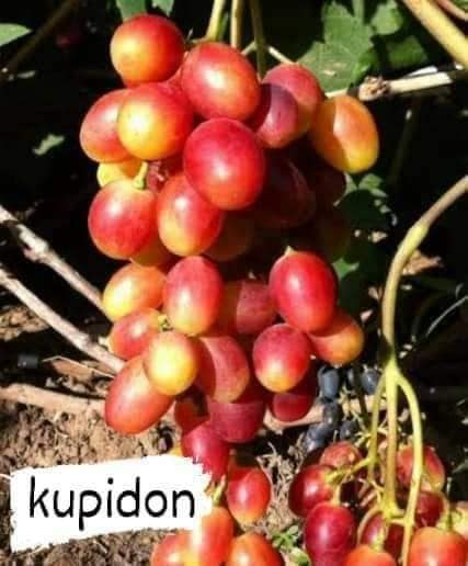 Bibit anggur kupidon 2