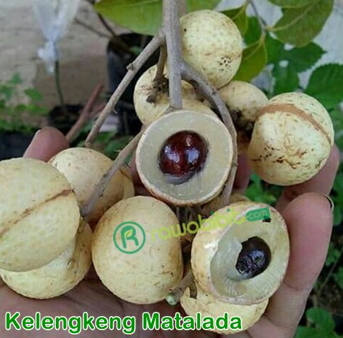 Buah kelengkeng matalada