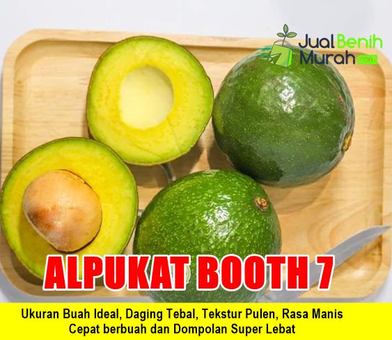 Bibit Alpukat Booth 7
