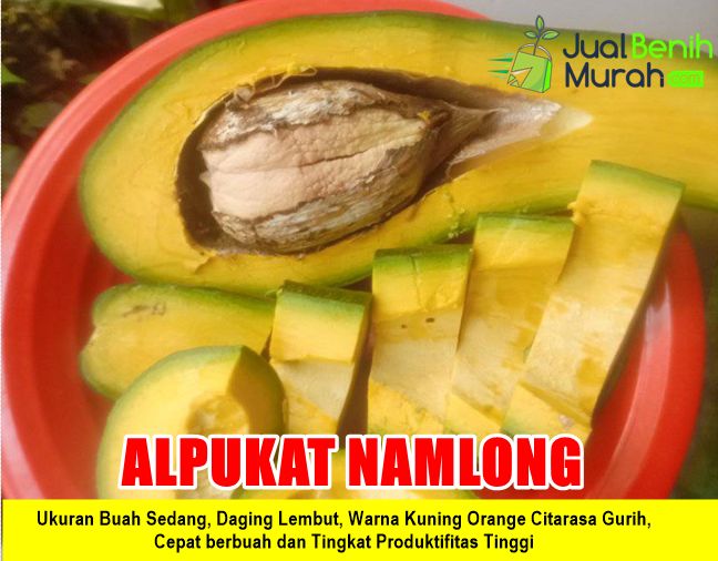 Bibit Alpukat Namlong