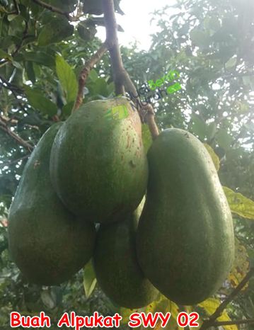 Bibit Alpukat SWY 02