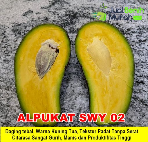 Bibit Alpukat SWY 02
